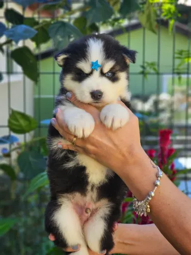 Husky Siberiano | Rota Mensal para Goiânia