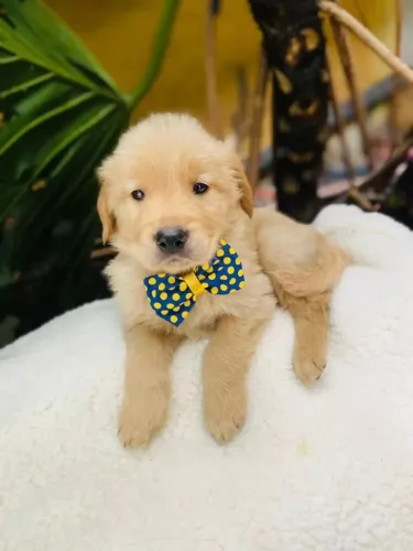 Golden Um cachorrinho pronto para ser seu companheiro inseparável