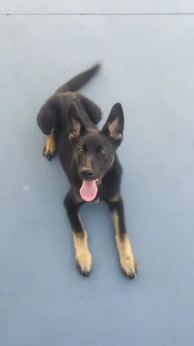 Cão para segurança residencial. 