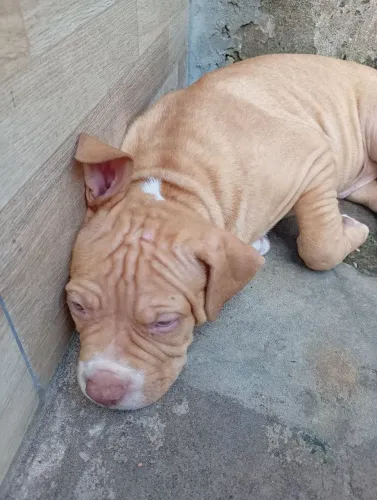 Vendo filhote de Pitbull