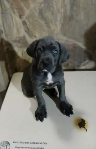 Últimos filhotes de cane corso