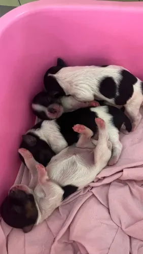 Filhote de yorkshire biro terrier