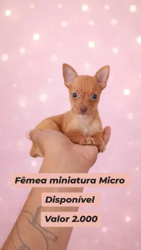 Pinscher miniatura micro