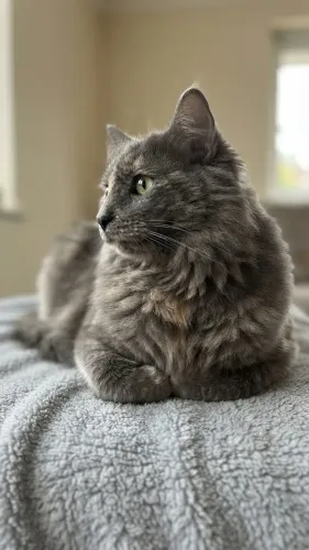 DOAÇÃO DE GATINHA