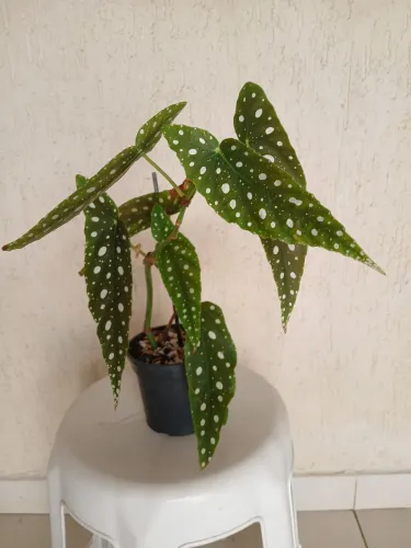 Linda Begonia Maculata 