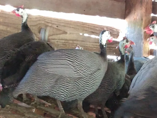 Angolas e galinhas