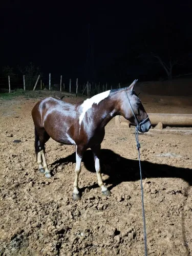 Cavalo ( égua pampa) está prenha