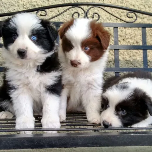 Filhotes De Border Collie - Companhia Que acolhe Sempre