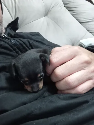 Pinscher a venda