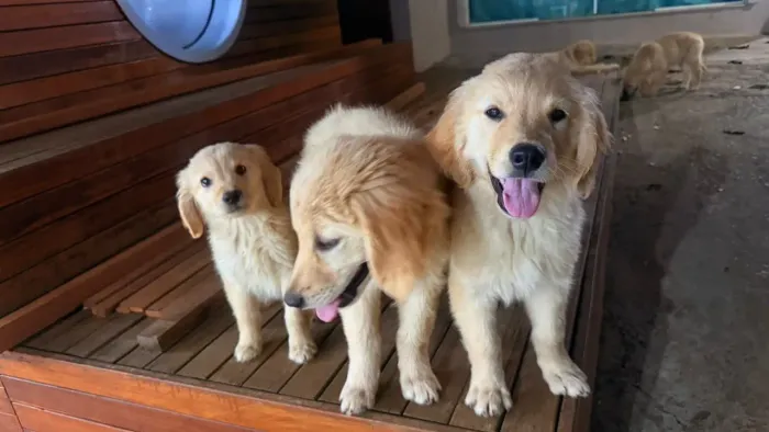 Golden retriever 