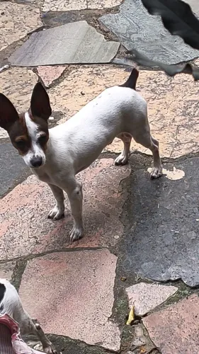 PINSCHER 1