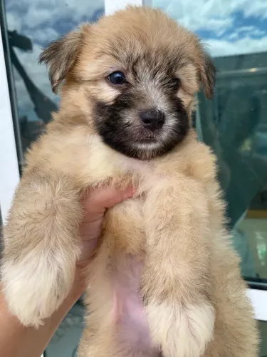 Filhotes de Poodle com Maltês