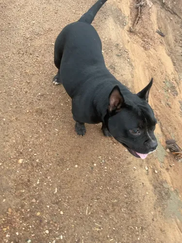 Procuro cadela para cachorro 
