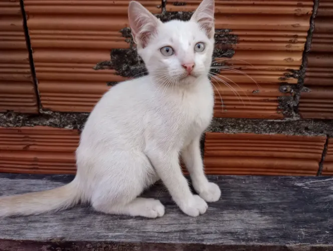 Filhotes de gato para adoção!!!