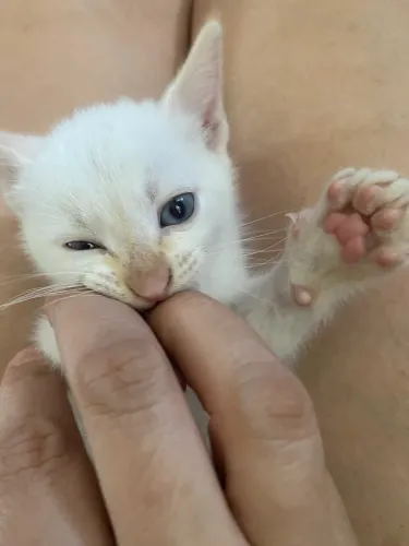 Gatinha fêmea filhote DOAÇÃO RESPONSÁVEL 