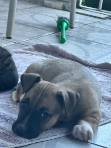Cachorro para adoção