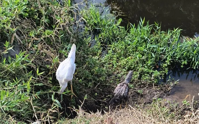 Vende-se frango Índio