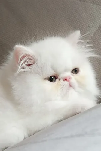 Gatinho Persa Disponível - Beleza e Doçura em Cada Filhote