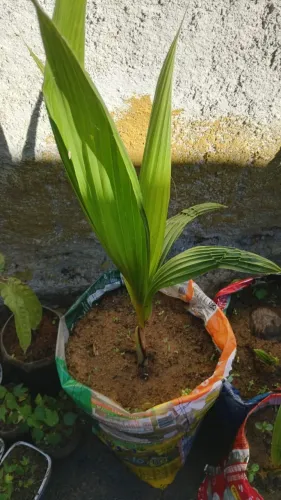 Lote Muda Coco Anão Bahia Muda Manga Espada Bahia Vendo Barato
