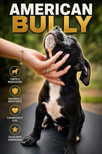 American bully alto padrão 