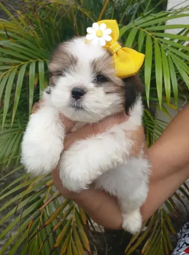 Lhasa apso fêmea