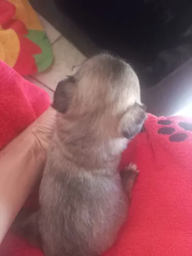 Filhotes de cachorro SRD fêmea porte pequena com pai shitzzu puro