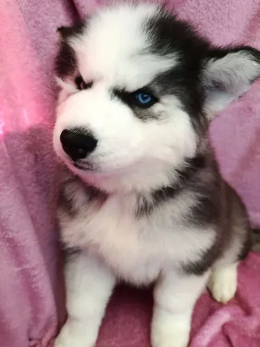 Lindos filhotes de husky wolly