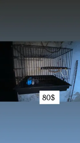 Gaiola para coelhos é porquinhos da índia
