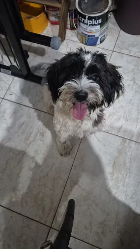 Cão peludo