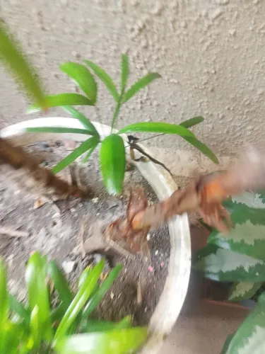 Muda de palmeira ráfia