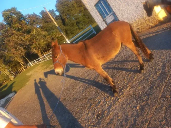 Burro pra veda