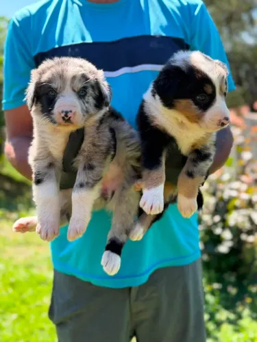 Border Collie/ Seu novo dengo