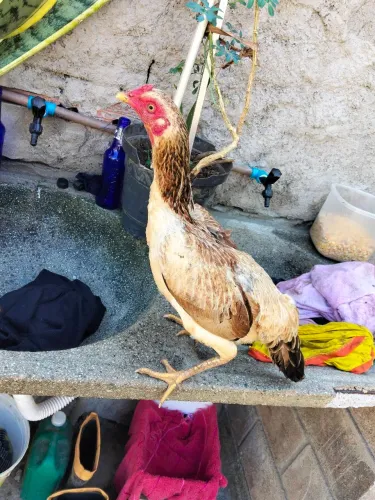 Galo e galinha