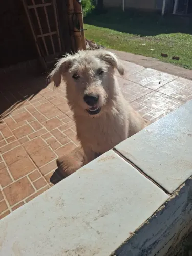 Doação Fêmea castrada