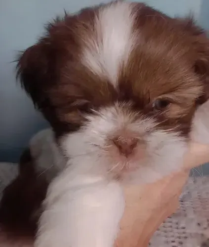 Incríveis bebês de Lhasa apso macho branco e chocolate 