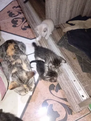Gatos