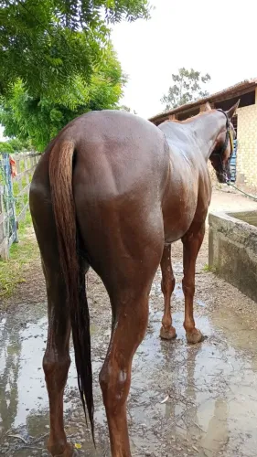 Egua de direita
