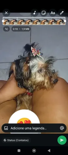 Vende cachorro Yorkshire 