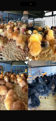 Pintinhos Várias Raças
