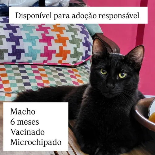 Gato preto para adoção 