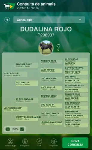 Égua Pura Quarto de Milha