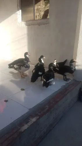 Patos a venda 