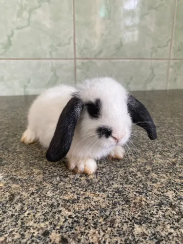 Lindo Filhote de Mini Lop