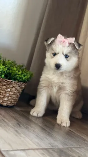 Husky siberiano 
