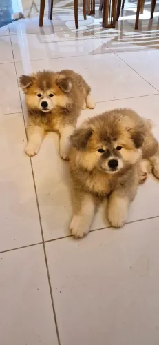 Filhotes de Akita Inu