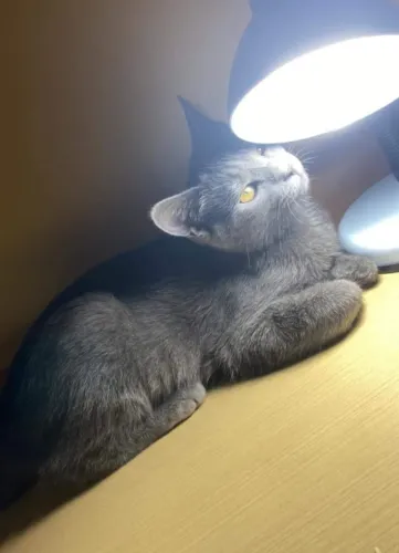 Gatinho Azul Russo 50 dias Macho Lindíssimo 