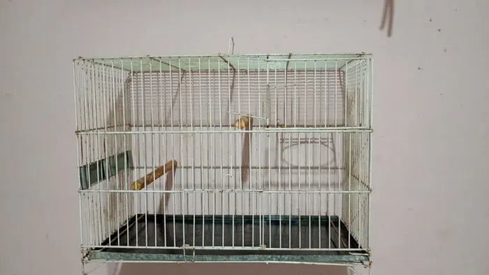 Gaiola criadeira para periquito