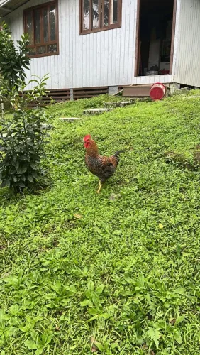 Vendo galo caipira tricolor 