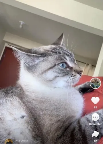 Gatos Pra Adoção!