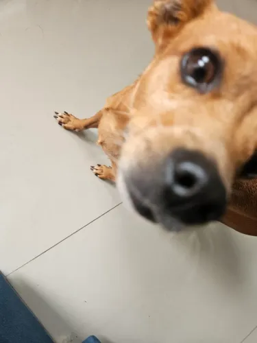 Cachorro super mansa